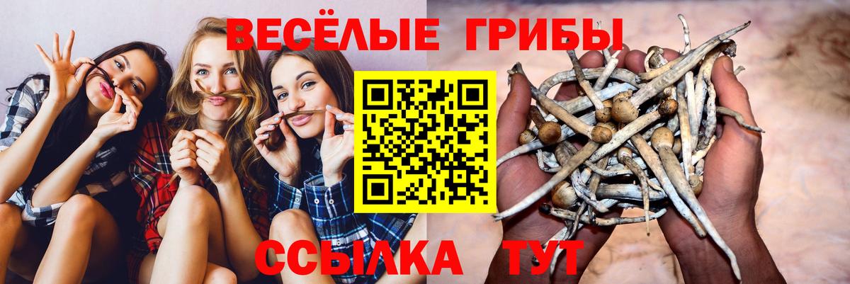 Кумертау  Галлюциногенные грибы Psilocybine cubensis  Вход с VPN  Галлюциногенные грибы Psilocybine cubensis 